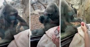 Mom's Popular Video Shows Encounter With Gorilla Who Looks Enamored With Her 5-Week-Old Baby