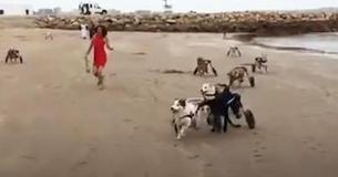 Frau nimmt über ein Dutzend Hunde mit Behinderung mit, um zum ersten Mal das Meer zu sehen