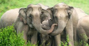 35 Circus Elephants Arrive In Incredible Florida Sanctuary To Retire Among Forest, Grassland And 11 Watering Holes