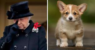 Queen Is Left 'Devastated' After Five-Month-Old Dorgi Passes Away