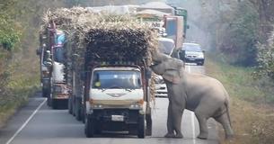 Young Elephant Stops Traffic In Order To Steal Bundles Of Sugarcane Off Back Of Truck