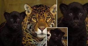 Rare Female Black Jaguar Cub Born At Big Cat Sanctuary, An Important Milestone For The 'Near Threatened' Species