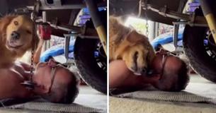 Dog Crawls Under Mechanic Dad’s Car To Give Him The Cutest Cuddles
