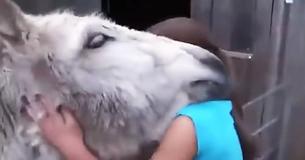 Touching Footage Shows Donkey Overcome With Emotion After Seeing Girl Who Raised Him