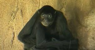 Texas Woman Jumps Into El Paso Zoo's Spider Monkey Exhibit In Order To Hand Feed Animals Hot Snacks
