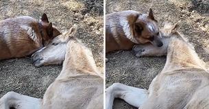 Darling Dog Takes Care Of Orphaned Young Foal