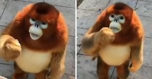 Adorable Monkey Looks Like Stuffed-Toy Animal And He Can’t Get Enough Berries