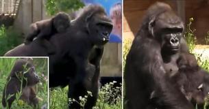 Baby Gorilla Hand-Reared By Zoo Staff After Being Abandoned By His Mother Gets A Surrogate Mom As Another Female Takes Him In As Her Own