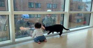 Cat And Baby Have Exceptionally Adorable Interaction With Window Washers