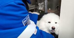 Dog Rescued After Wandering Along Arctic Ice For More Than A Week