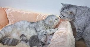 Papa Cat Wins Internet Fame For His Adorable Meeting With His Newborn Kittens
