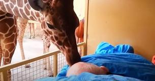 Kranker Zoowärter bekommt einen königlichen Abschiedsgruß von den Tieren, für die er gesorgt hat