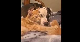 Cat Mama Introduces Her One-Week-Old Kitten To Her Dog Friend