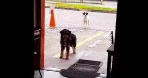 Stray Dog Takes His Hungry Pal To Restaurant Where He Consistently Gets Free Food