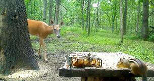 Videographer Captures An Adorable Clip Of A Deer, Fawn And Squirrel Eating A Meal Together