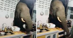 The Elephant In The Room - Hungry Animal Smashes Through Kitchen Wall To Steal Food From Home in Thailand