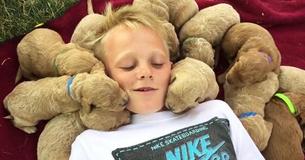 Young Boy Is Swarmed By Litter Of Cuddling Puppies