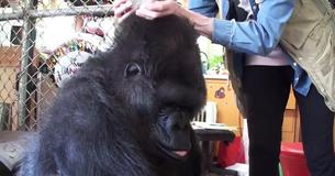 Motherly Gorilla Is Given A Box Of Kittens For Her Birthday
