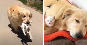 Golden Retriever Caught Carrying Little Kitten In Mouth And Decides To Keep It As Her Own