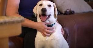 ‘Thank God For Her’: Courageous Pup Saves Sleeping Family From Potential House Fire