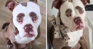 ‘Madame Eyebrows’ Is An English Bulldog And She Perpetually Looks As If She’s Not In The Mood