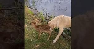 Therapy Dog Jumps Into The Water To Rescue Helpless Fawn From Middle Of Lake