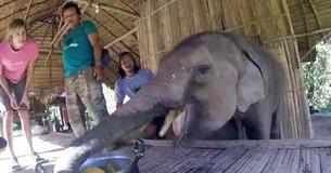 Un bébé éléphant atteint du syndrome de la trisomie fond de joie en mangeant une citrouille