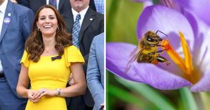 Herzogin Kate gibt bekannt, dass sie ihren eigenen Honig zu Hause herstellt