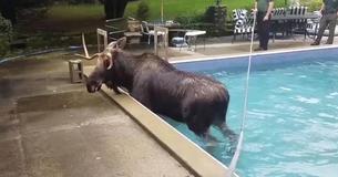 Rescuers Assist And Free Moose Trapped In Swimming Pool