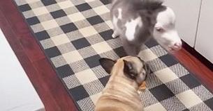 19-Lb Miniature Horse Left Behind By Mom Finds Loving Home With Three French Bulldogs In San Diego