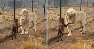 Lion Begs His Dog BFF For Forgiveness And His Sweet Gesture Gains Internet Fame
