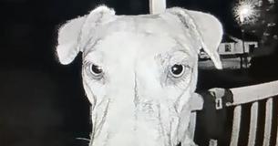 Dog Scared By Fireworks Returns Home After Fleeing By Ringing Doorbell At 3AM