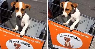 Italian Grocery Store Provides Special Carts So That Dogs Can Shop With Their Owners