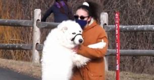 Hero Dog Blocks Road To Stop Vehicles For Help After Owner Has A Seizure During Walk
