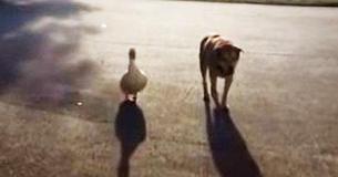 Friendly Duck Shows Up On Doorstep And Helps To Heal Grieving Dog’s Broken Heart