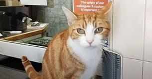 Cat Lands Job As Senior Mouse Catcher At A Train Station – And Becomes An International Star