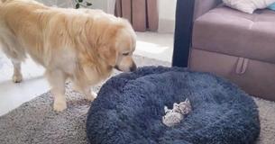 Un golden retriever se démène de façon hilarante et adorable avec un chaton dans son lit pour chien