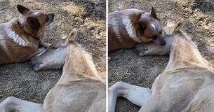Un poulain orphelin au cœur brisé perd la volonté de vivre jusqu'à ce qu'un gentil chien vienne à son aide