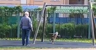 Man Takes His Cat For A Walk To The Park As His Cat Enjoys Swinging