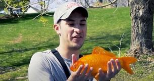 Stop Throwing Pet Goldfish In Lakes, Officials Warn As They ‘Grow Bigger’ Than People Realize
