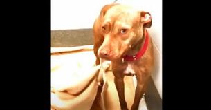 Adorable Shelter Dog Makes Bed Daily In Order To Show He's A Good Pup