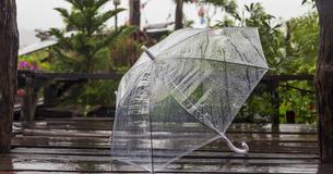 People Are Using Clear Umbrellas In Order To Make Low-Cost Mini-Greenhouses At Home