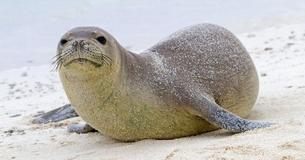 Louisiana Couple Fined For Touching An Endangered Monk Seal During Honeymoon In Hawaii