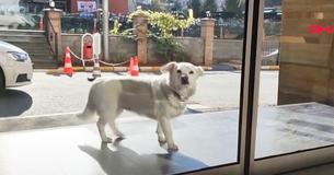 Dog Continually Ran Away From Home To Spend 6 Days Outside Hospital Waiting For Sick Owner