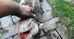 Iguana Adorably Races Towards Owner Similar To A Dog As He Calls Out "Come Here, Buddy!"