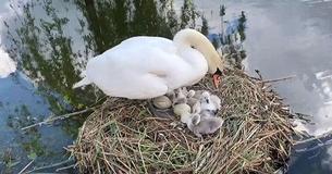 Un homme construit un radeau pour sauver les œufs d'un cygne après l'avoir vu les perdre pendant une décennie à cause d'une série de catastrophes