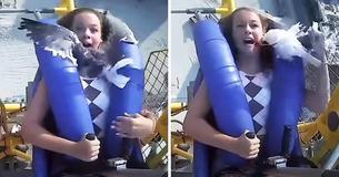 Wayward Seagull Slams Into Teenager’s Face On 75mph Amusement Park Ride