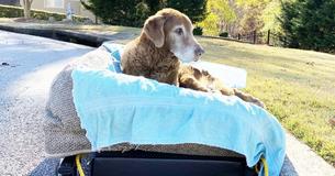 Family Builds Bed On Wheels So Senior Dog Can Go To The Beach One Last Time