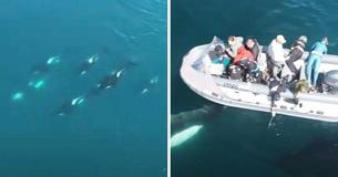 Extraordinary Drone Footage Shows A Close Encounter With Curious Family Of Orcas