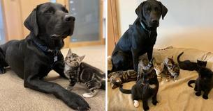 Loving Rescue Labrador Raises Seven Motherless Kittens As If They Were His Own